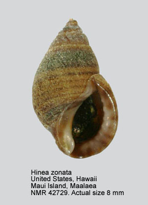 Hinea zonata.jpg - Hinea zonata(A.Adams,1853)